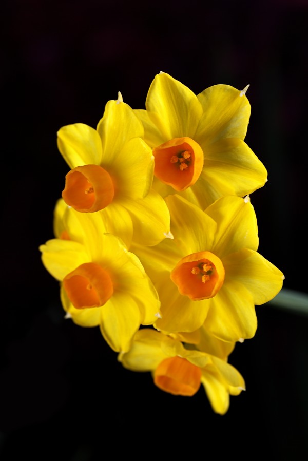 Yellow Jonquils by Joy Watson